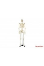 Модель остеологическая. Скелет человека (850 мм, на подставке)
