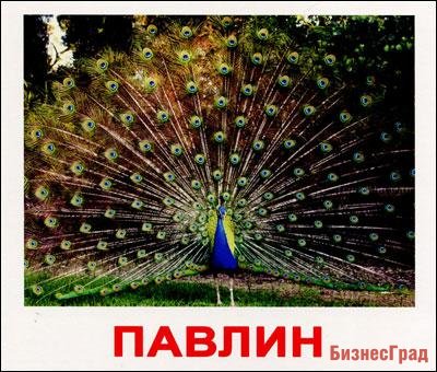 Птицы, карточки Домана (Вундеркинд с пеленок)