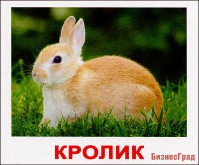 Домашние животные, карточки Домана (Вундеркинд с пеленок)