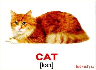 Domestic animals/Домашние животные, карточки Домана мини, с транскрипцией, на русском и английском (Вундеркинд с пеленок)