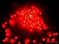 Электрогирлянда ТВИНКЛ ЛАЙТ BLINKING (мерцающая) 100 красных LED ламп, 10 м, коннектор, черный провод, уличная, Beauty Led