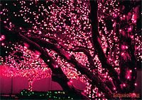 КЛИП ЛАЙТ (Clip Light) комплект 30м с 300 розовыми LED лампами, 24V, черный провод, уличный, Beauty Led