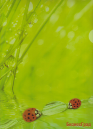 Папка-уголок "Ladybird", А4