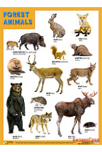 Плакаты (англ). FOREST ANIMALS (Лесные обитатели)