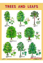 Плакаты (англ). Trees and Leafs (Деревья и листья)