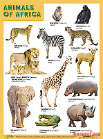 Плакаты (англ). ANIMALS OF AFRICA (Животные Африки)