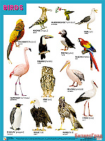 Плакаты (англ). BIRDS (Птицы)