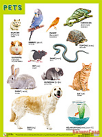 Плакаты (англ). PETS (Домашние питомцы)
