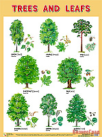 Плакаты (англ). Trees and Leafs (Деревья и листья)