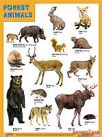 Плакаты (англ). FOREST ANIMALS (Лесные обитатели)