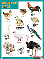 Плакаты (англ). Domestic Birds (Домашние птицы)